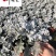 成都银叶菊杯苗盆苗批发银叶菊苗圃基地直供量大价优