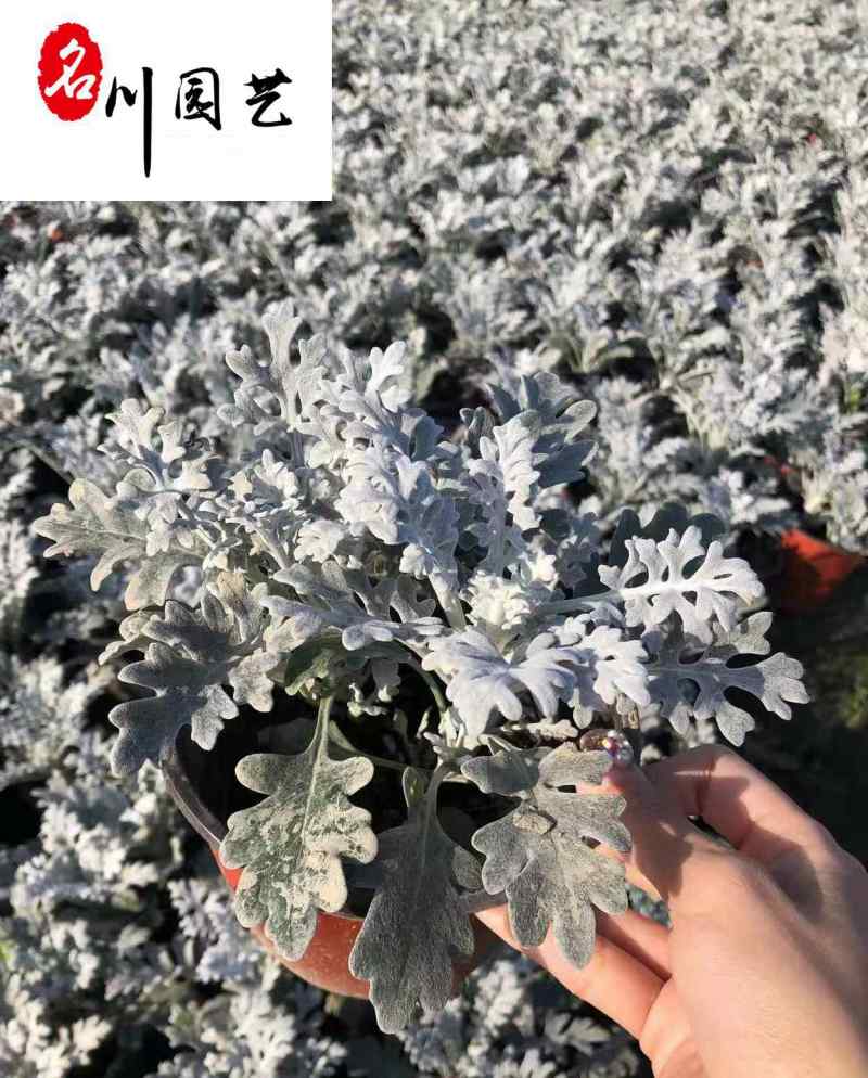 成都银叶菊杯苗盆苗批发银叶菊苗圃基地直供量大价优