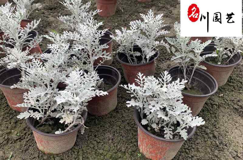 成都银叶菊杯苗盆苗批发银叶菊苗圃基地直供量大价优