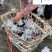 成都银叶菊杯苗盆苗批发银叶菊苗圃基地直供量大价优