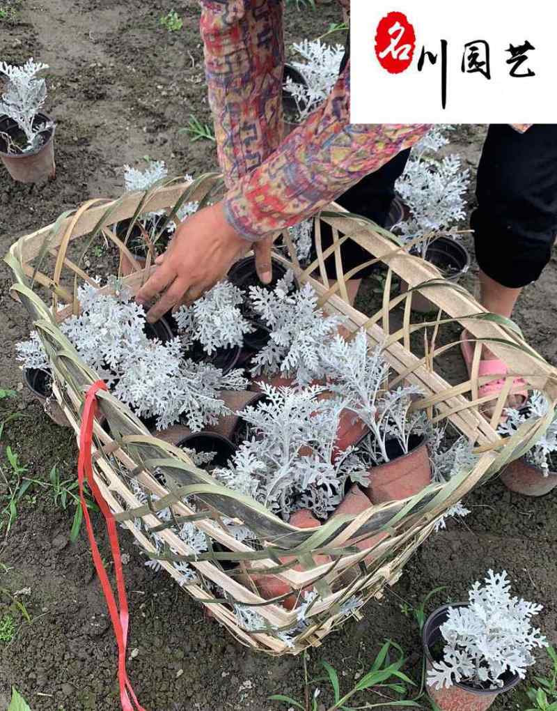 成都银叶菊杯苗盆苗批发银叶菊苗圃基地直供量大价优