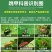 20%啶虫脒哒螨灵农药杀虫剂黄条跳甲啶虫哒螨灵农药