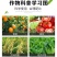 正品20%呋虫胺蓟马飞虱蚜虫蚧介壳虫白粉虱高效农药杀虫剂