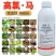 20%高氯马高效氯氟氰菊酯马拉硫磷苹果桃小食心虫钻心虫杀