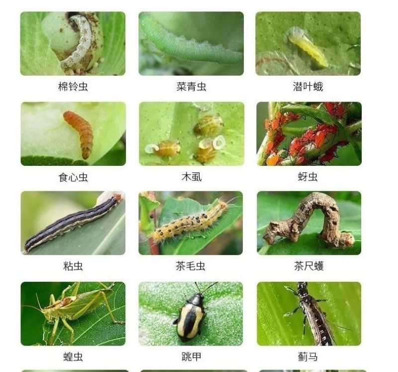 20%高氯马高效氯氟氰菊酯马拉硫磷苹果桃小食心虫钻心虫杀