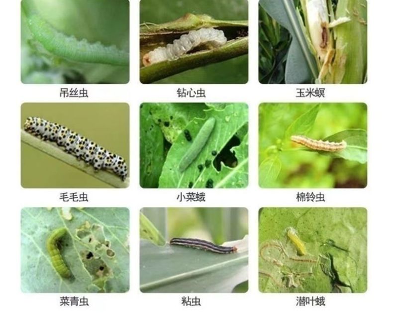 20%高氯马高效氯氟氰菊酯马拉硫磷苹果桃小食心虫钻心虫杀