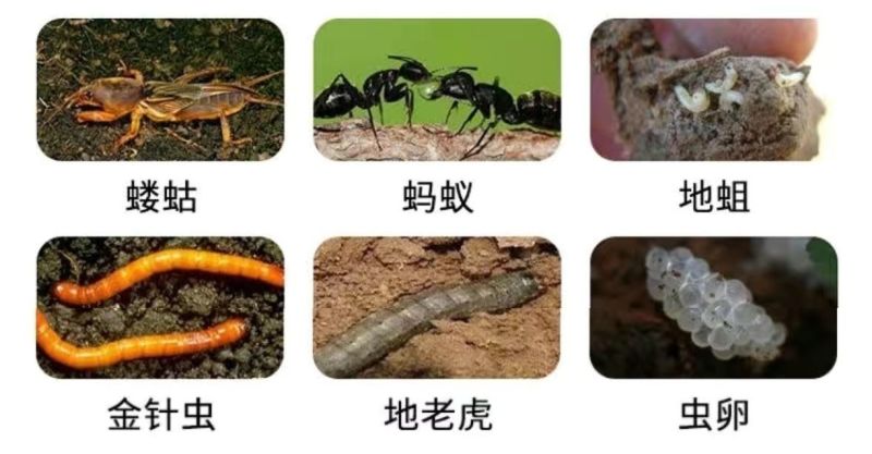 20%高氯马高效氯氟氰菊酯马拉硫磷苹果桃小食心虫钻心虫杀