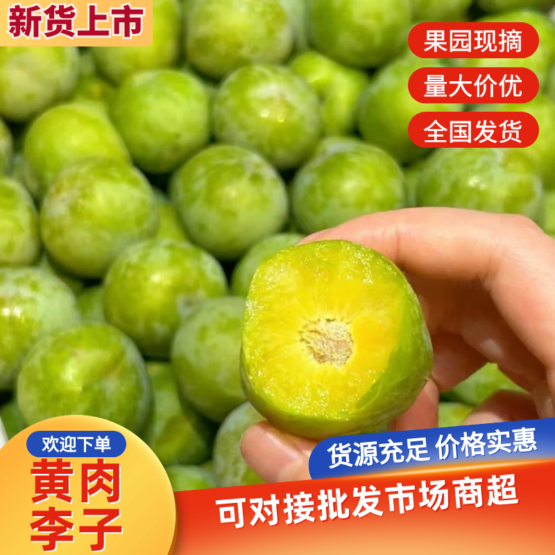 广西黄肉李子大量现货供应，现摘现发规格齐全，对接全国客商