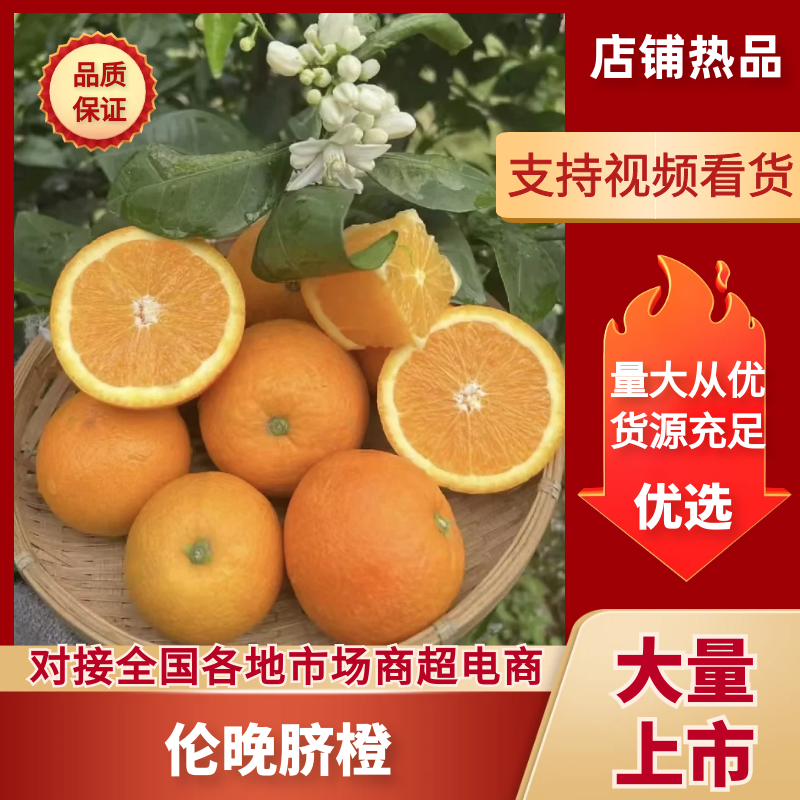 （实力）伦晚脐橙湖北产区直发对接全国电商商超价钱可谈