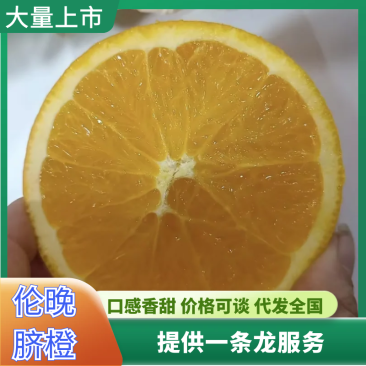 伦晚脐橙湖北产区直发保质保量供应对接全国