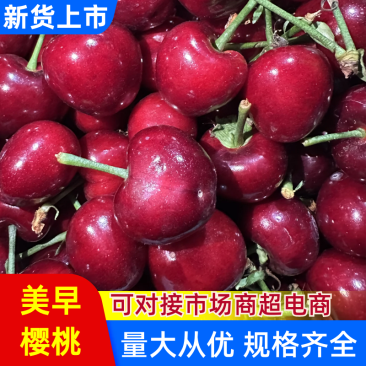 美早樱桃产地直销量大质优价额优惠欢迎各大老板采购咨询