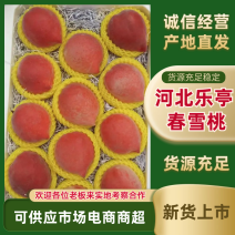 乐亭精品春雪桃大量上市产地现摘现发品质保证欢迎来