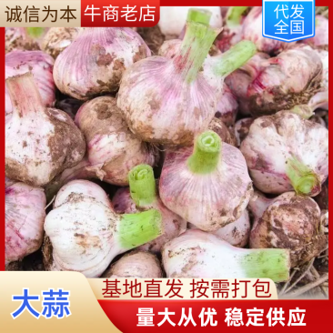 不扒皮大蒜，诚信经营，品质保证，欢迎客户来电