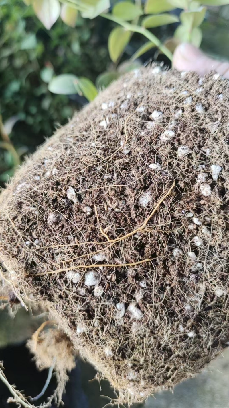 蓝莓苗蓝莓杯苗基地直销量大价优一手货源欢迎咨询购买