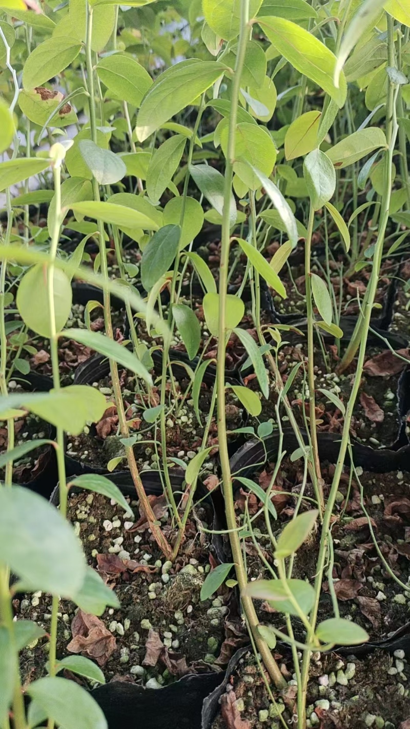 蓝莓苗蓝莓杯苗基地直销量大价优一手货源欢迎咨询购买