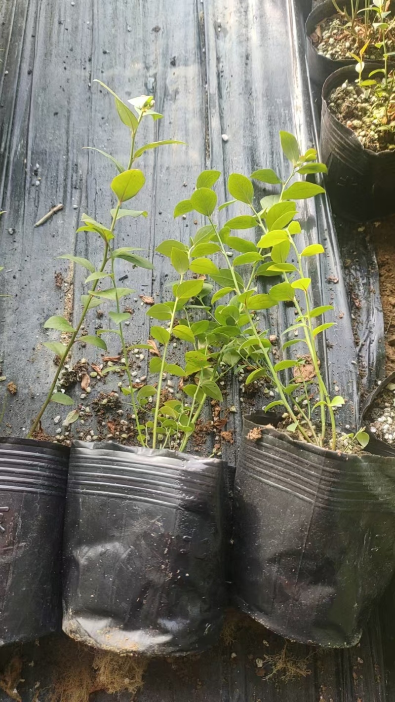 蓝莓苗蓝莓杯苗基地直销量大价优一手货源欢迎咨询购买