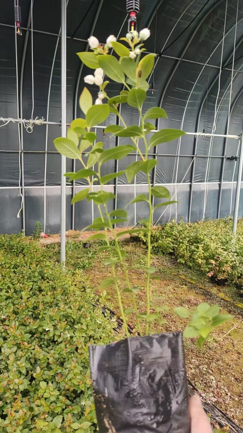 蓝莓苗蓝莓杯苗基地直销量大价优一手货源欢迎咨询购买