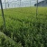 蓝莓苗蓝莓杯苗基地直销量大价优一手货源欢迎咨询购买