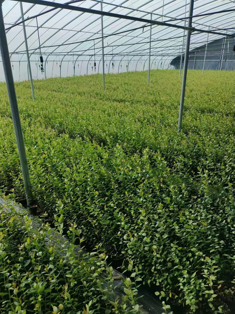 蓝莓苗蓝莓杯苗基地直销量大价优一手货源欢迎咨询购买