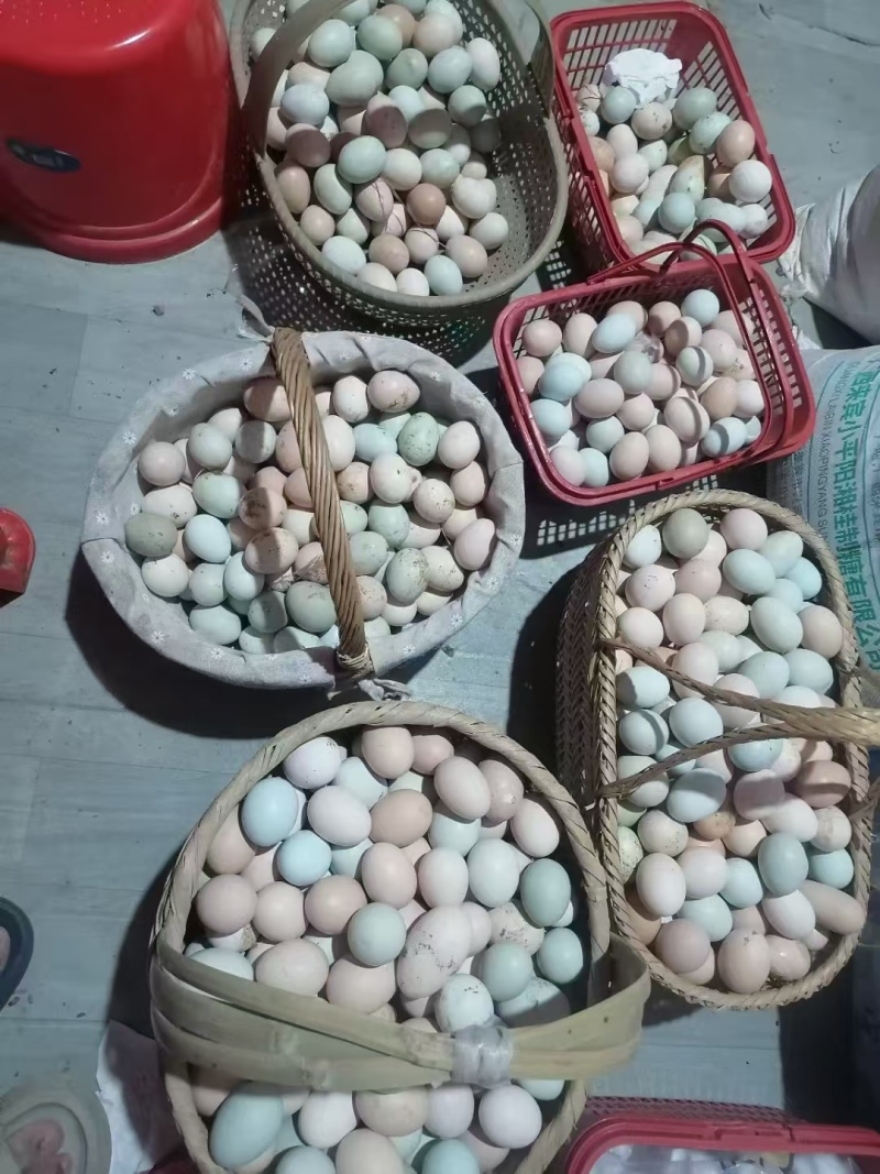 土鸡蛋湖北直发保质保量供货价钱实惠