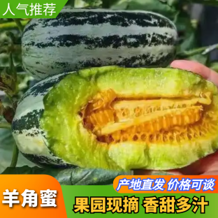 博洋九.61甜瓜 大量供应，对接市场电商商超 欢迎老板采