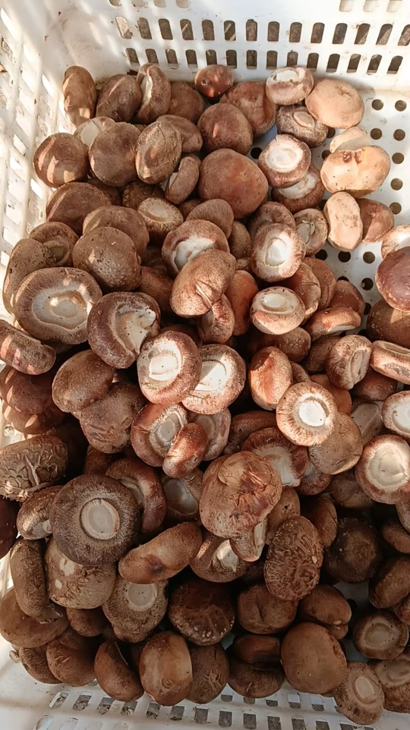 工厂专用小香菇，鲜香菇0912香菇可按工厂要求筛选