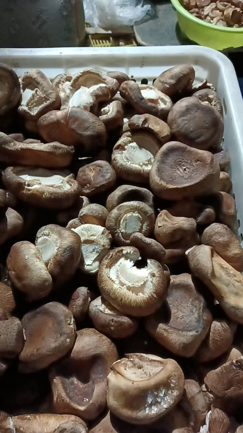 工厂专用小香菇，鲜香菇0912香菇可按工厂要求筛选