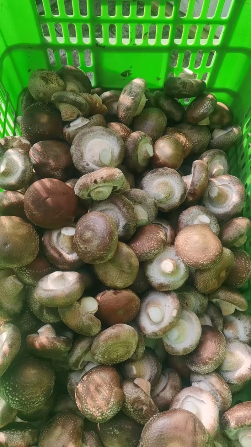 工厂专用小香菇，鲜香菇0912香菇可按工厂要求筛选