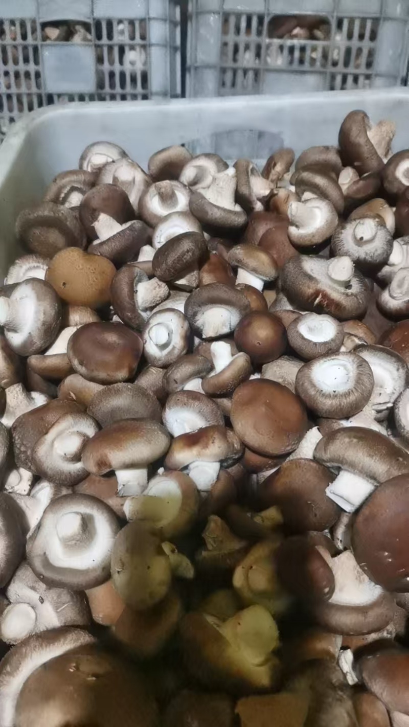 工厂专用小香菇，鲜香菇0912香菇可按工厂要求筛选