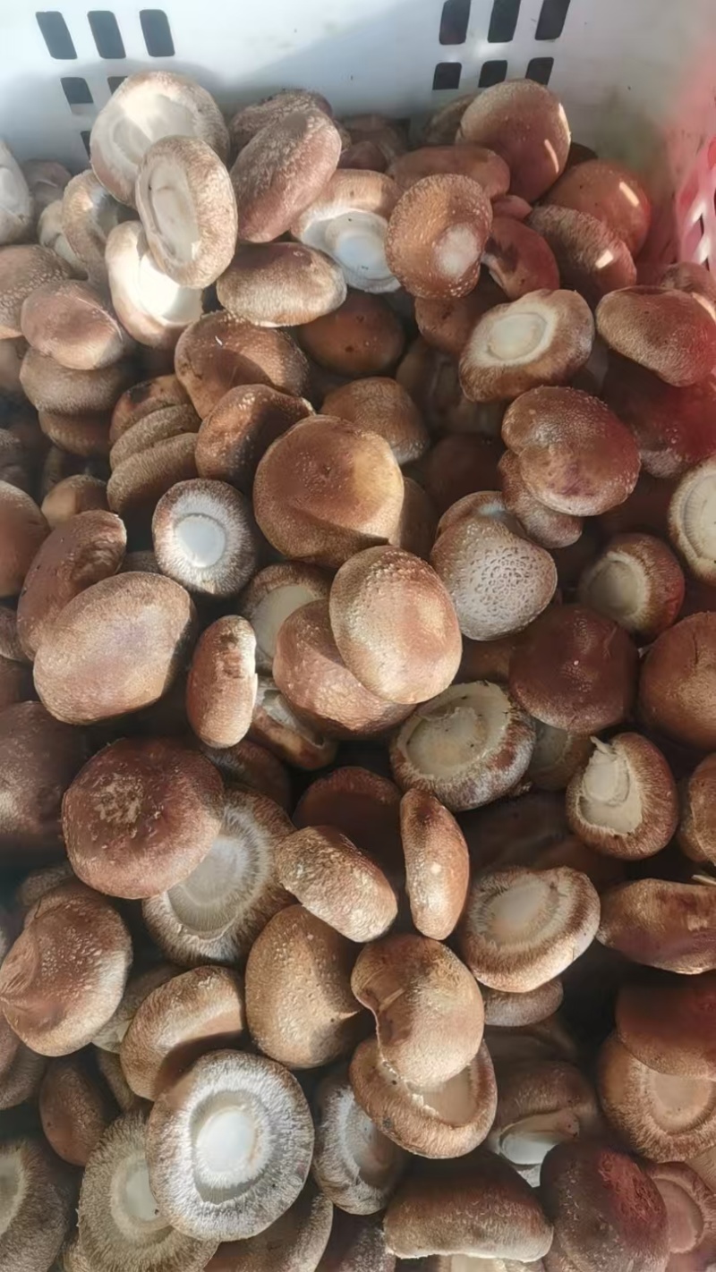 工厂专用小香菇，鲜香菇0912香菇可按工厂要求筛选