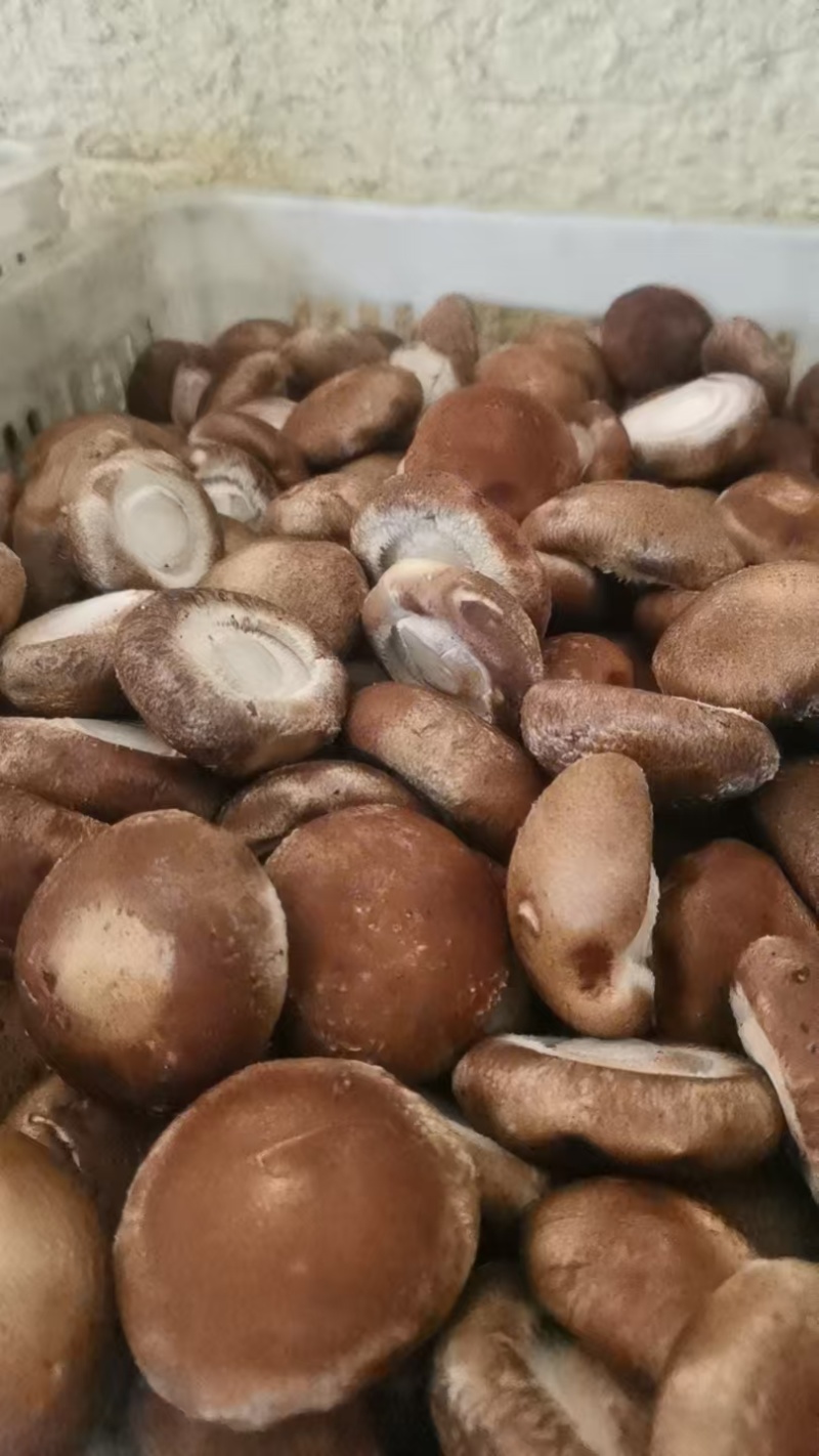 工厂专用小香菇，鲜香菇0912香菇可按工厂要求筛选
