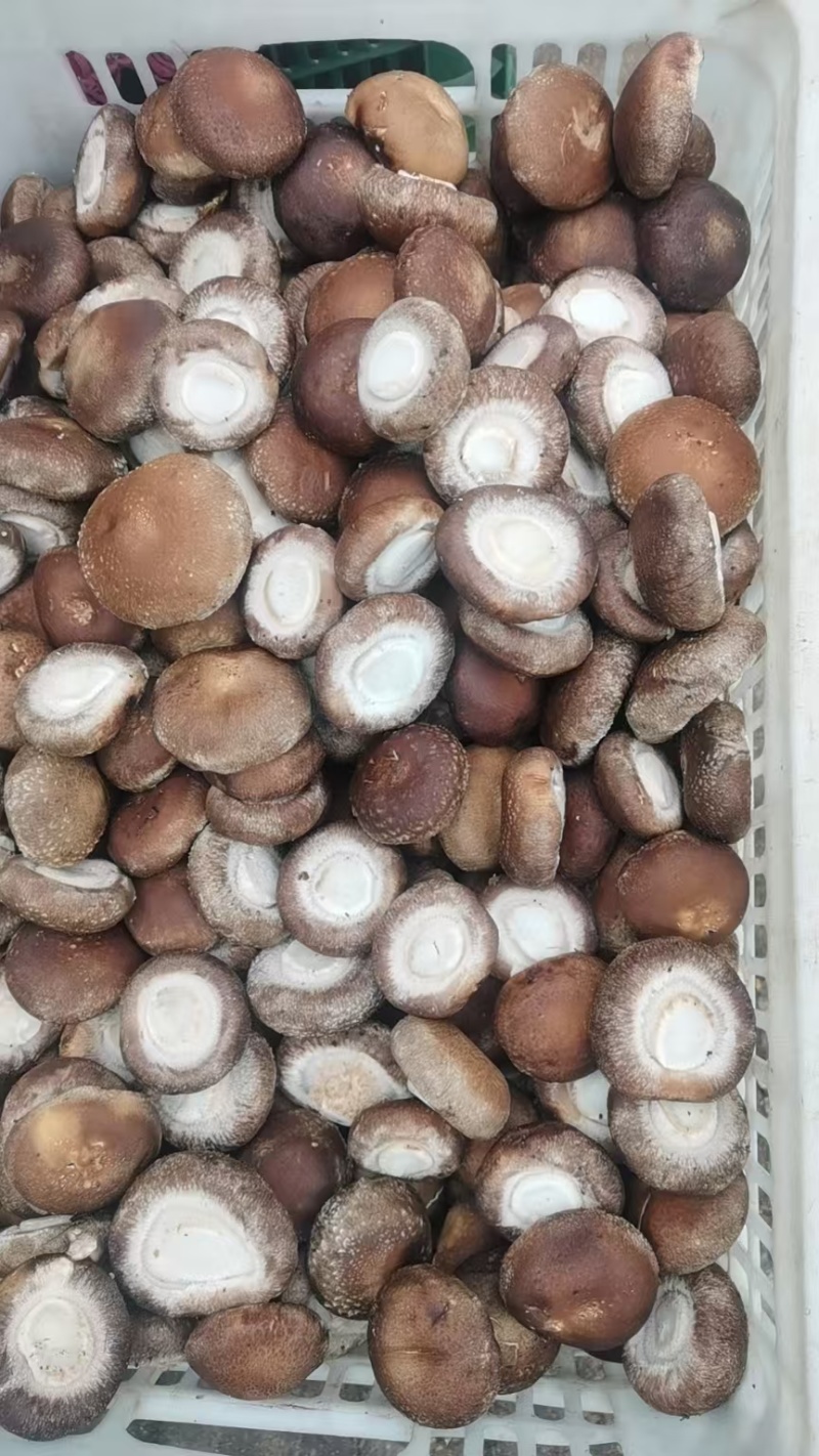 工厂专用小香菇，鲜香菇0912香菇可按工厂要求筛选