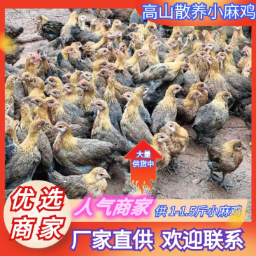 江西麻鸡1一1.5斤跑山青脚小麻鸡活鸡土麻鸡高山散养