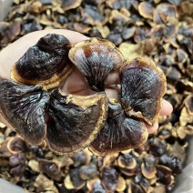 【牛商优选】金边灵芝干货美芝山东黑灵芝实力厂家