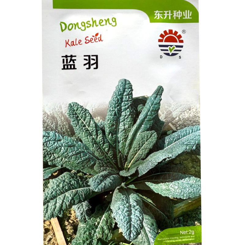 蓝羽皱叶菜种子羽麒麟羽衣甘蓝种子叶用甘蓝种子