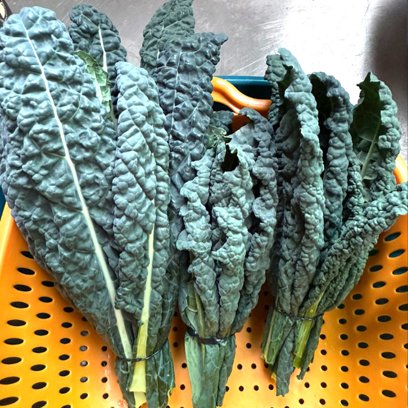 蓝羽皱叶菜种子羽麒麟羽衣甘蓝种子叶用甘蓝种子