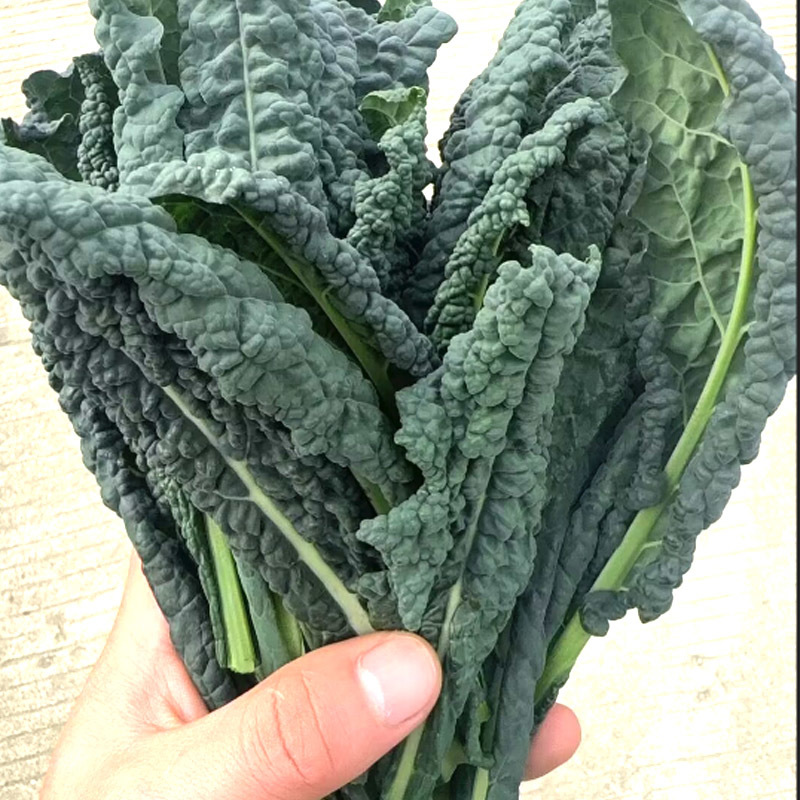 蓝羽皱叶菜种子羽麒麟羽衣甘蓝种子叶用甘蓝种子