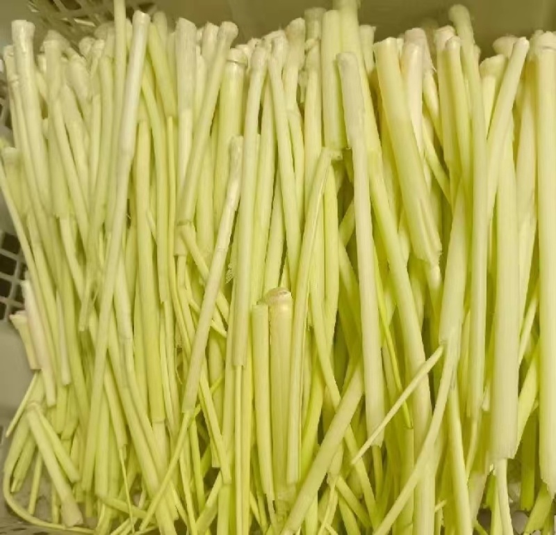 新鲜时令蔬菜野生蒲菜蒿菜高草蒲笋草心嫩茭白