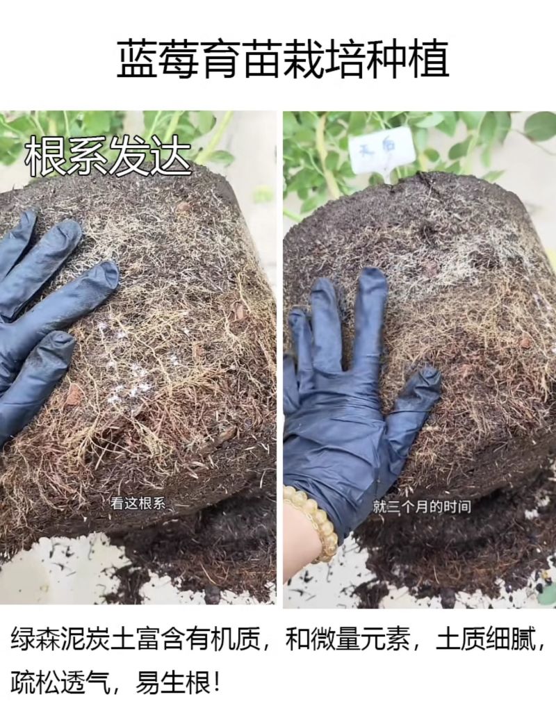 蓝莓专用进口配方营养土