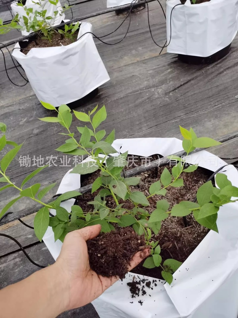 蓝莓专用进口配方营养土