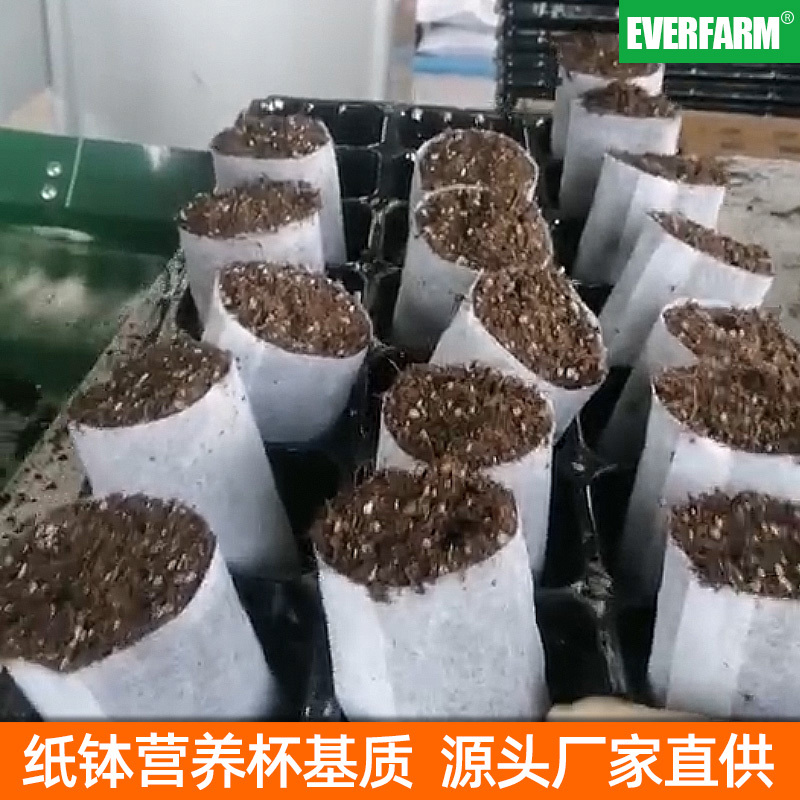 营养钵厂家直供桉树苗木药材育苗