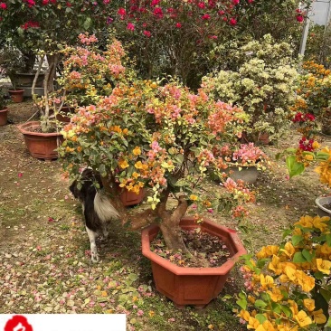 批发三角梅盆景多色可选多色三角梅价格成都苗圃基地