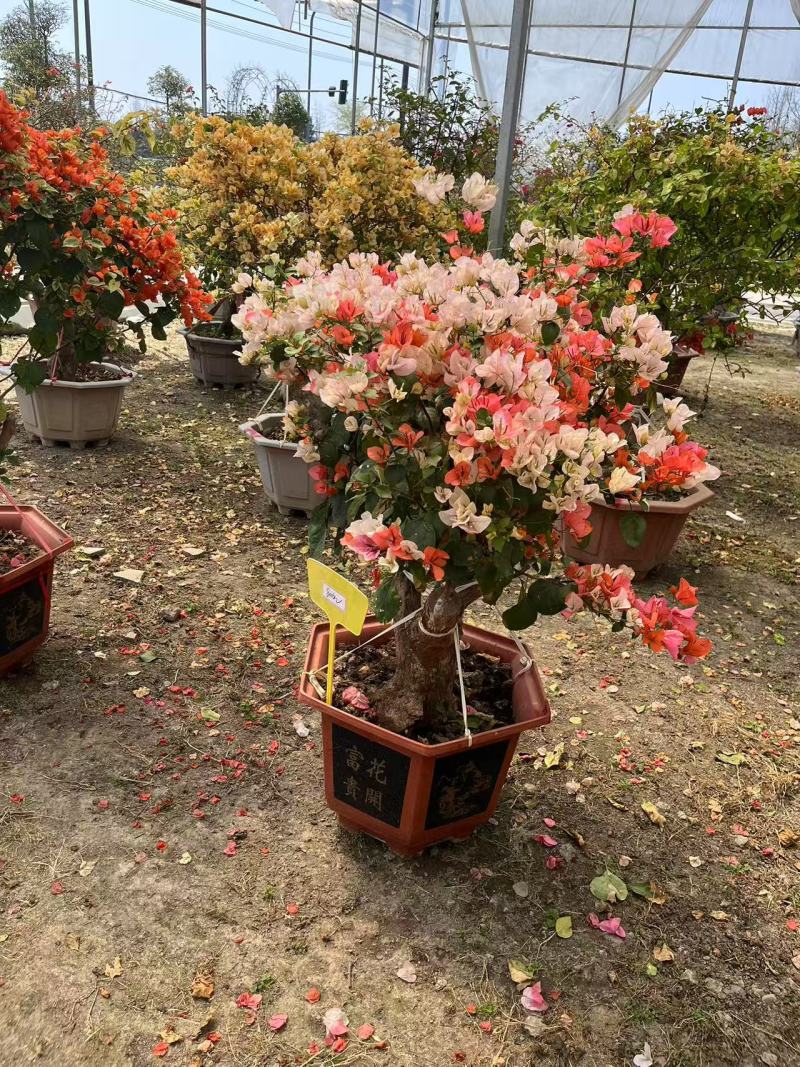 批发三角梅盆景多色可选多色三角梅价格成都苗圃基地