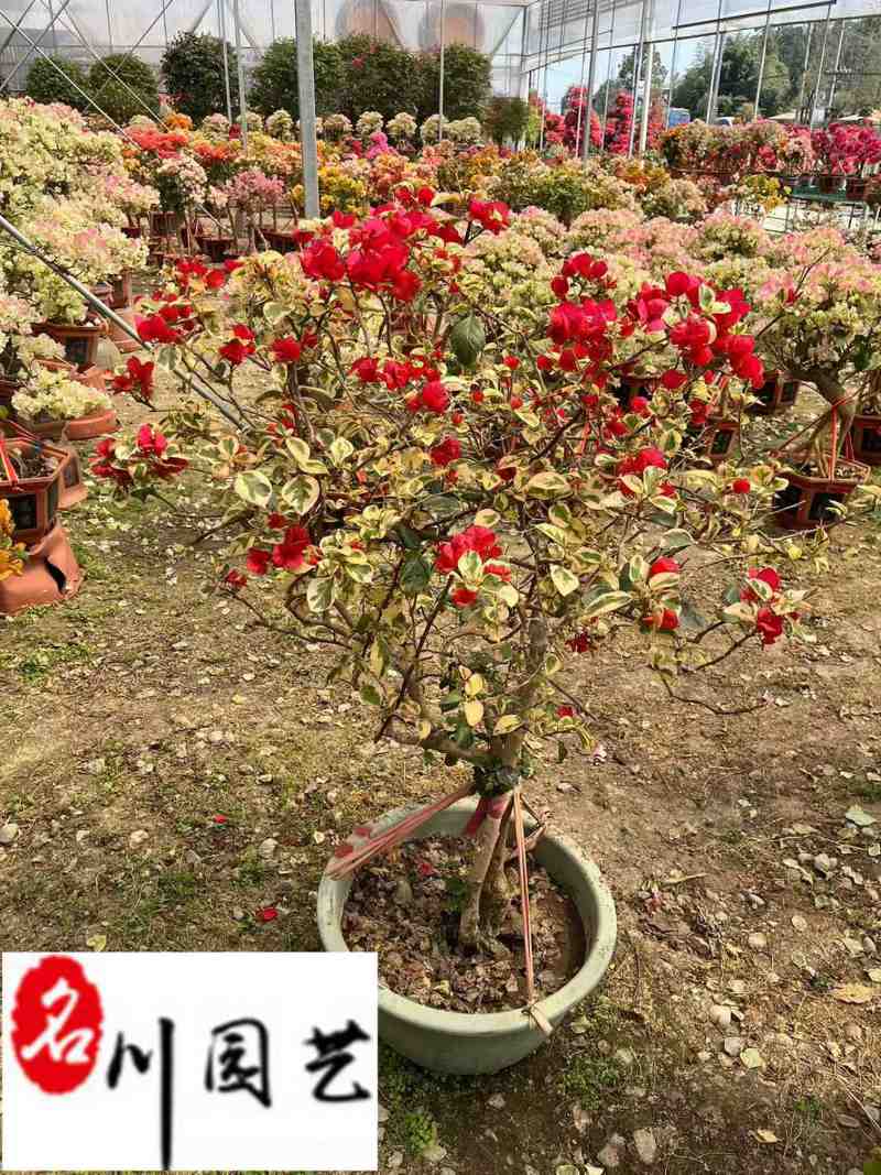批发三角梅盆景多色可选多色三角梅价格成都苗圃基地