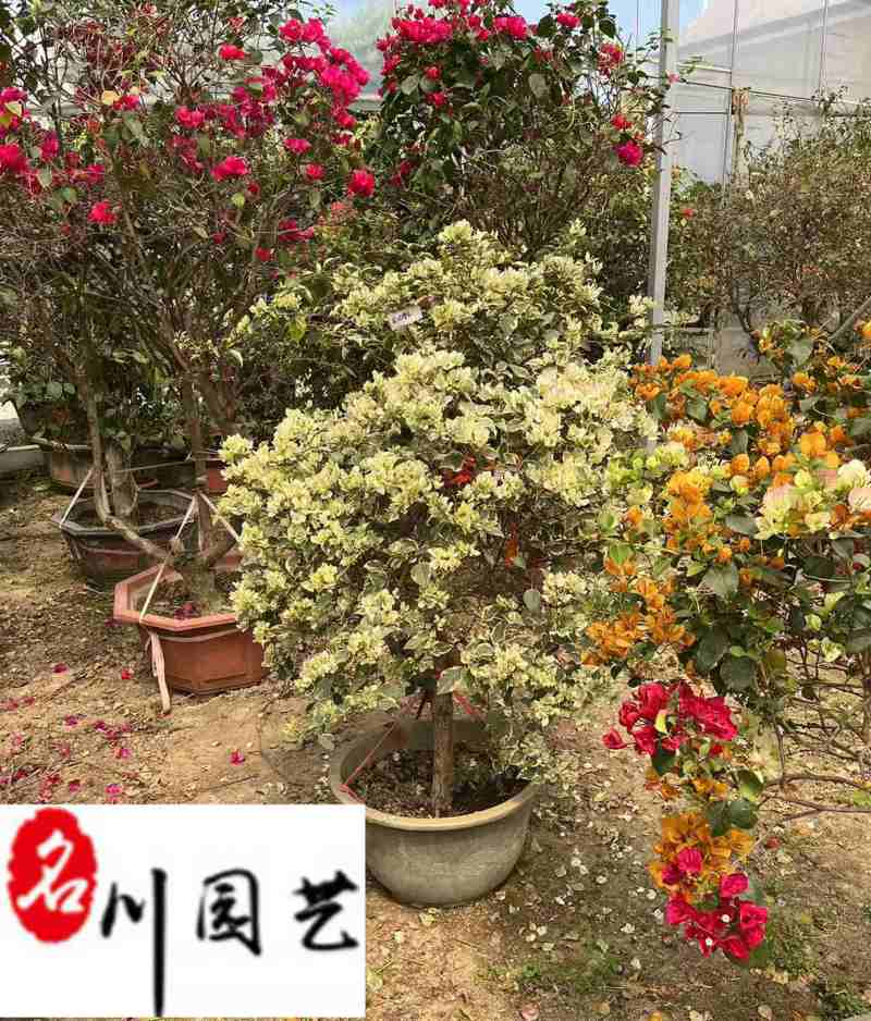 批发三角梅盆景多色可选多色三角梅价格成都苗圃基地