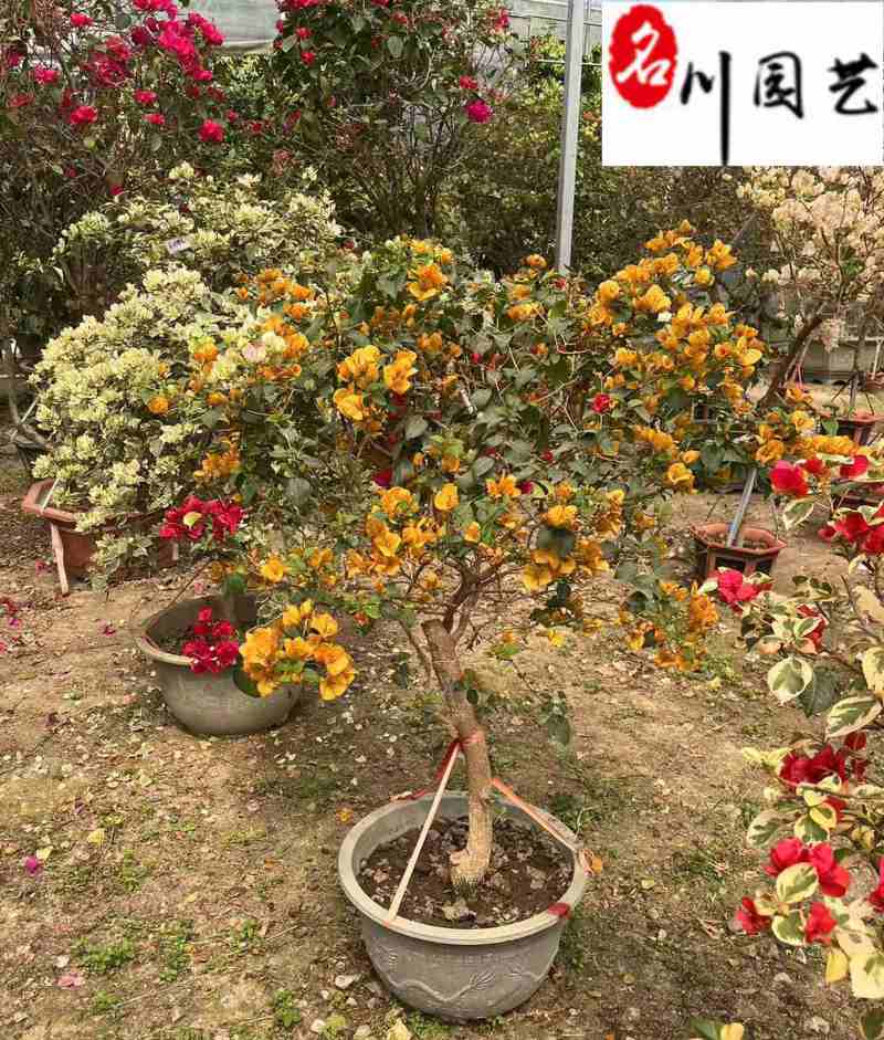 批发三角梅盆景多色可选多色三角梅价格成都苗圃基地