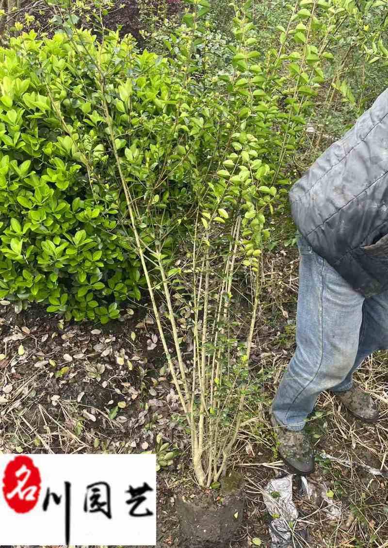 小叶女贞条子批发小叶女贞绿篱价格成都小叶女贞基地直销