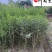 小叶女贞条子批发小叶女贞绿篱价格成都小叶女贞基地直销