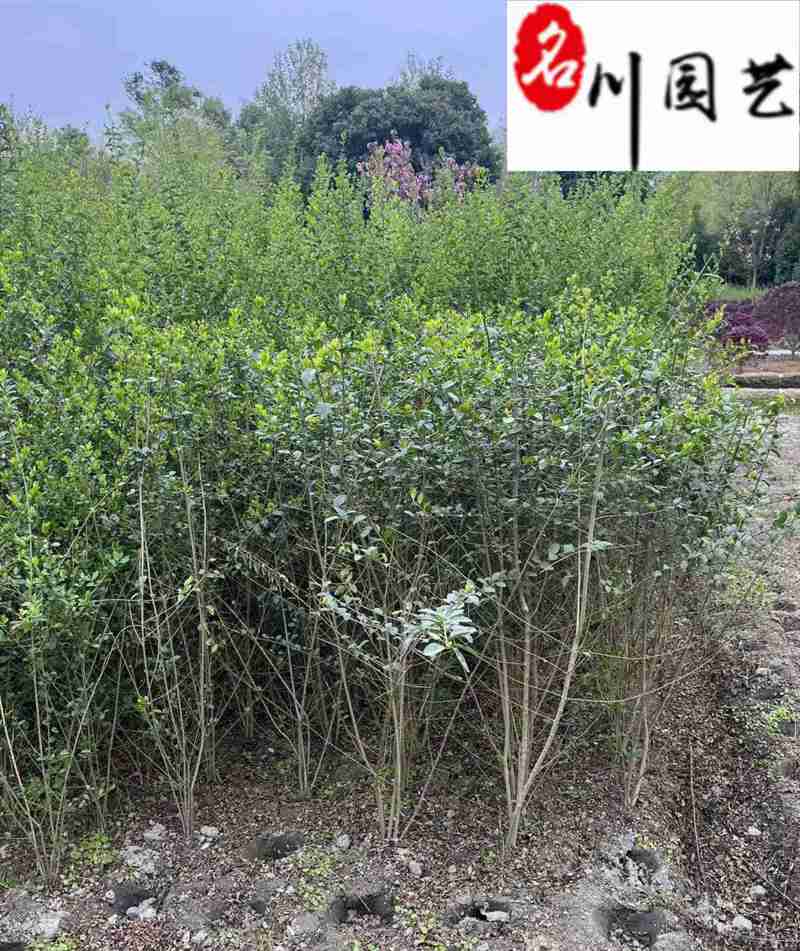 小叶女贞条子批发小叶女贞绿篱价格成都小叶女贞基地直销