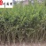 小叶女贞条子批发小叶女贞绿篱价格成都小叶女贞基地直销